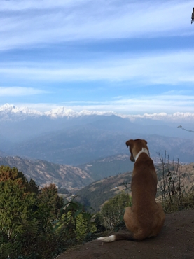 Himalaya_dog
